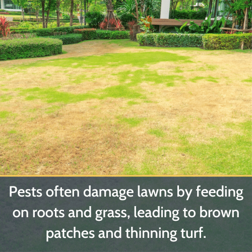 Lawn Damage