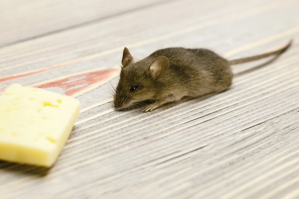 Depositphotos_219717190_S