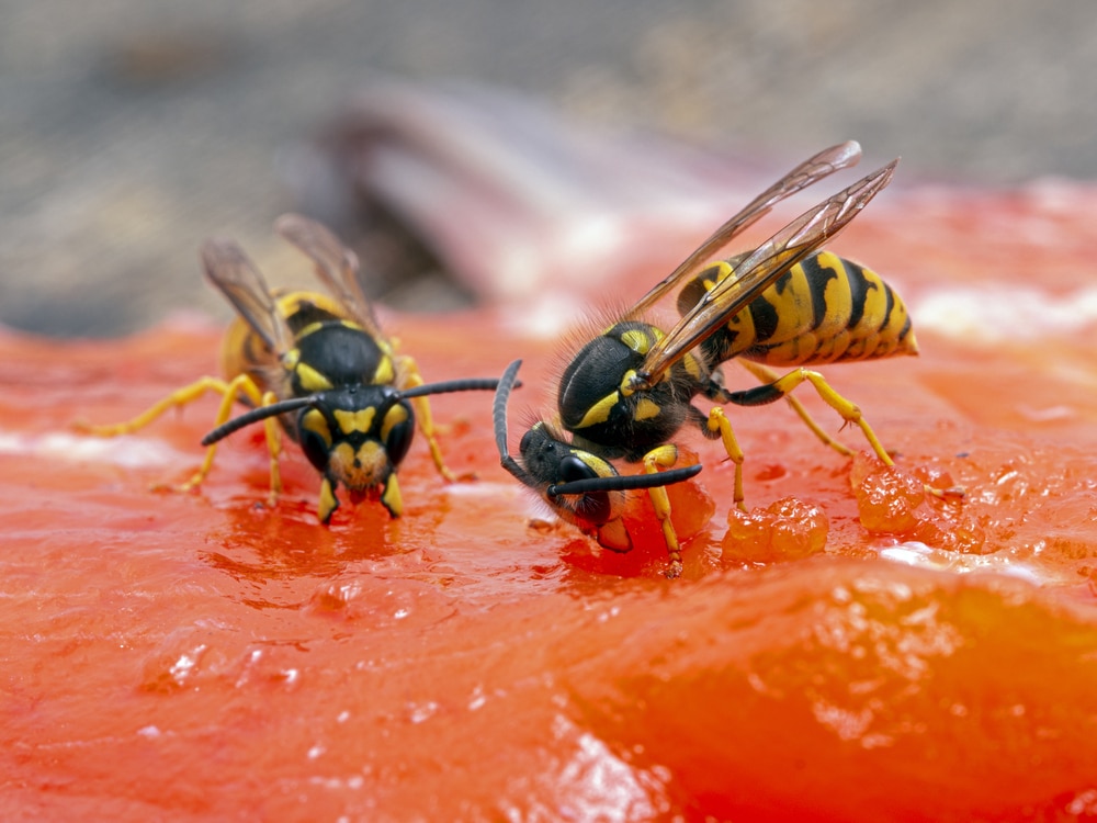 P1010014 German yellowjacket wasps Vespula germanica copyright ernie cooper 2019